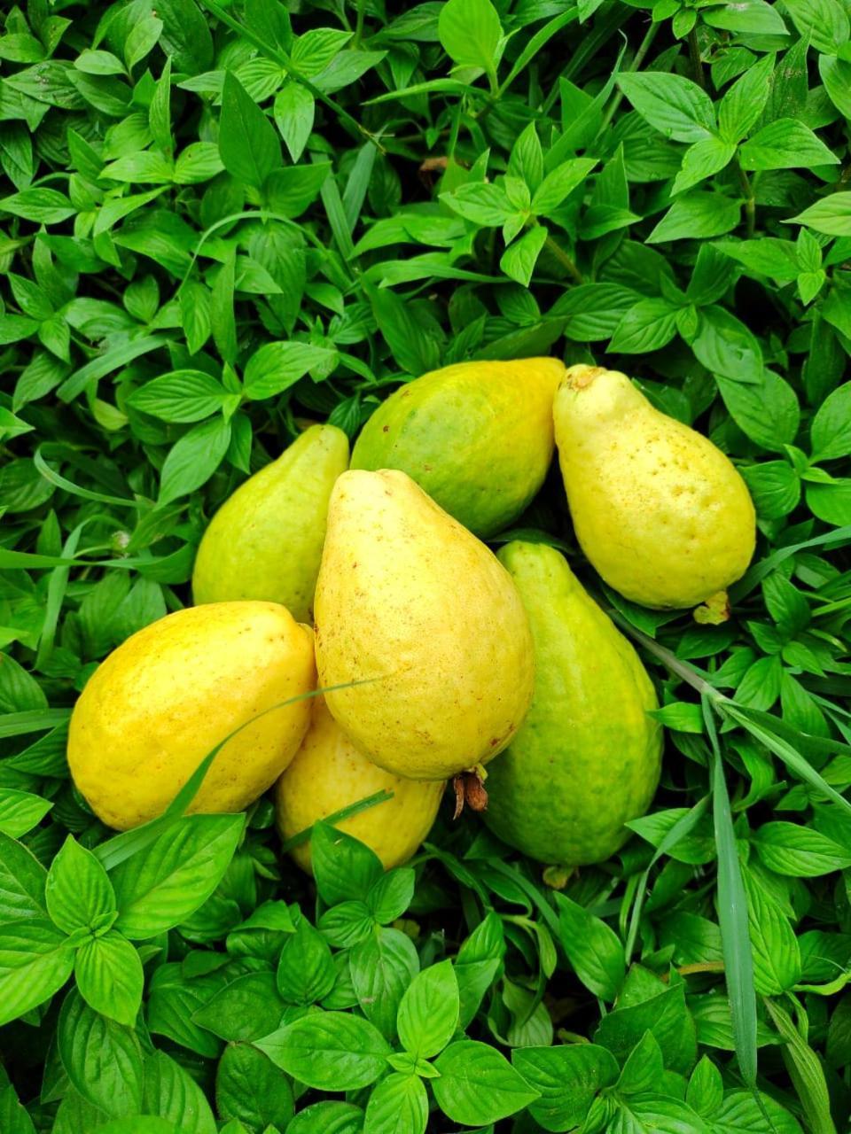 Cabana Wiwa Tayrona Los Naranjos Bagian luar foto