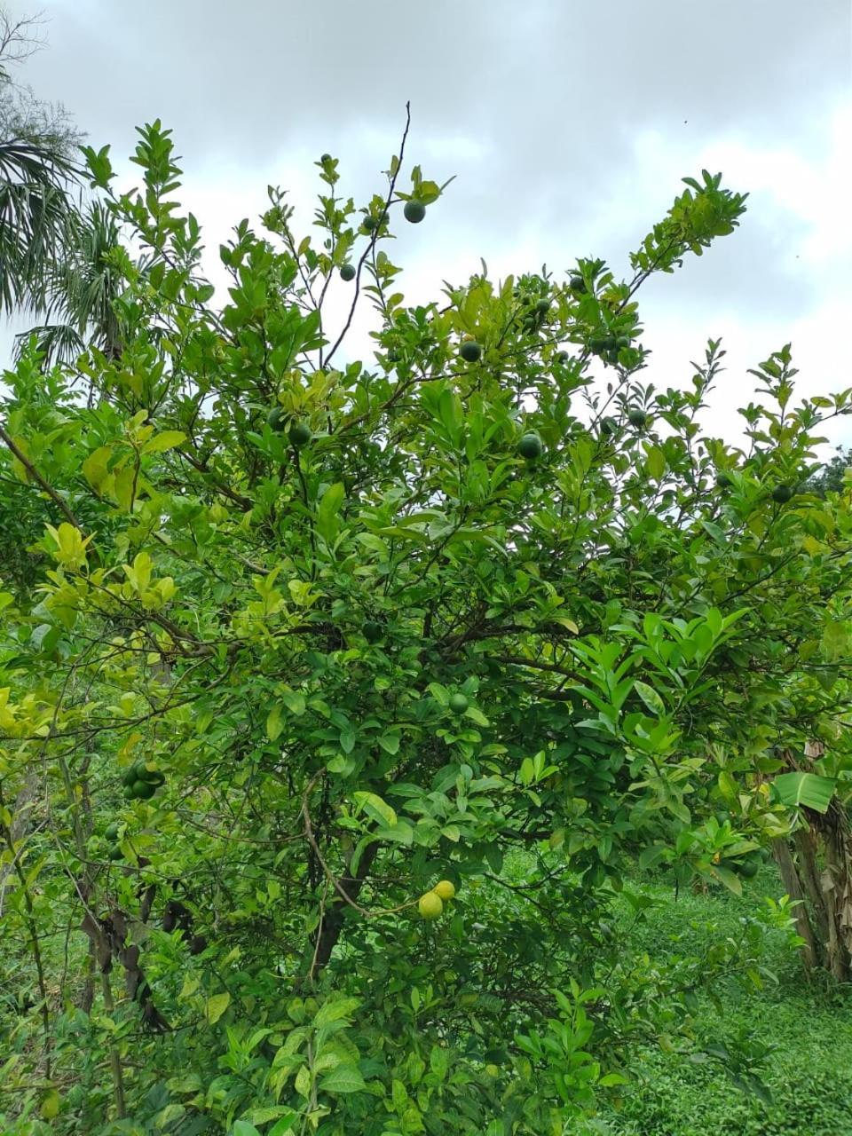 Cabana Wiwa Tayrona Los Naranjos Bagian luar foto