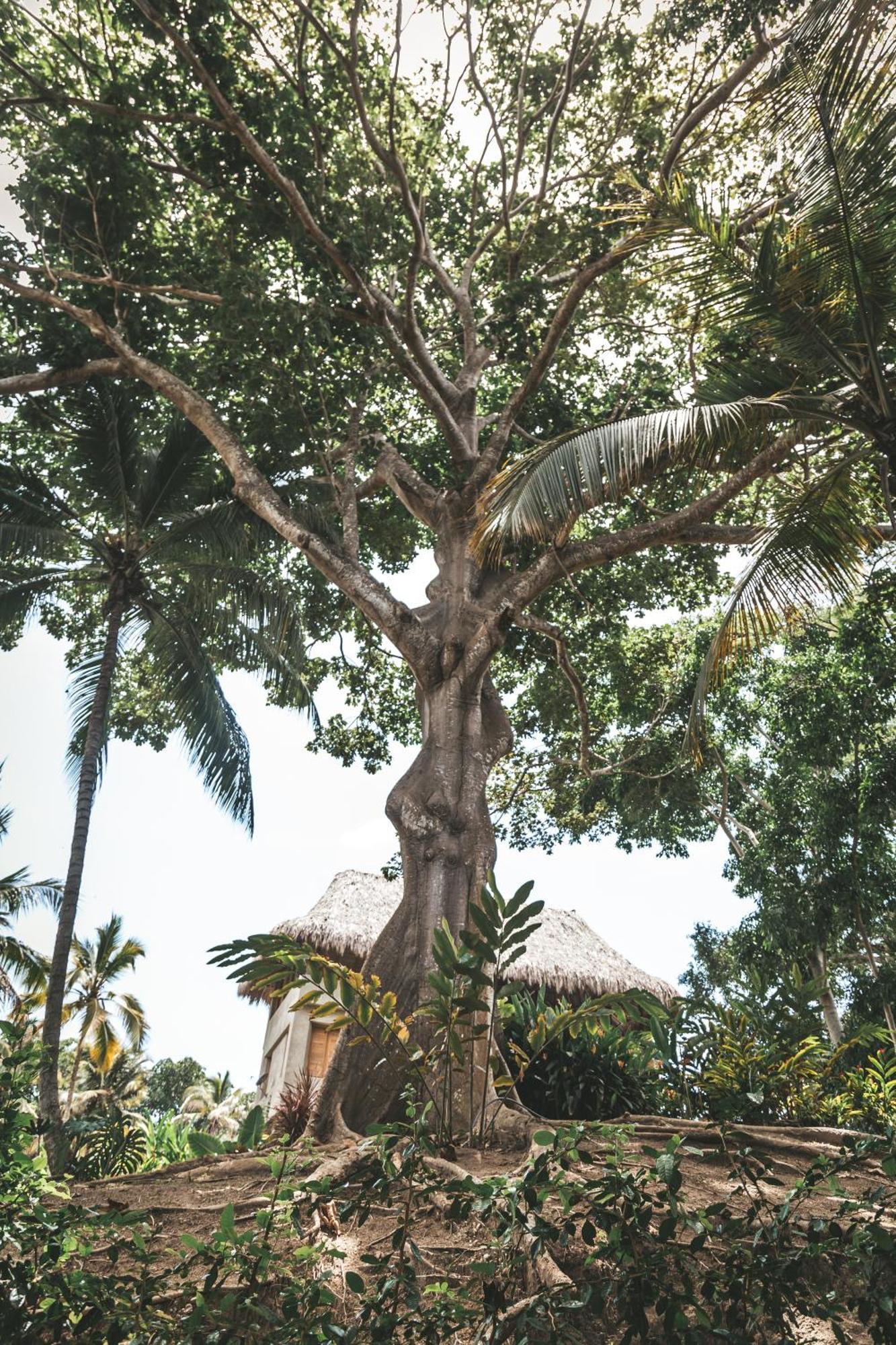 Cabana Wiwa Tayrona Los Naranjos Bagian luar foto
